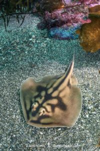 Banded Stingaree, Urolophus cruciatus