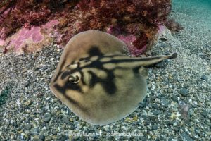 Banded Stingaree, Urolophus cruciatus