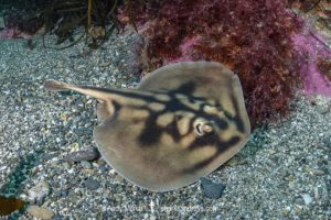 Banded Stingaree, Urolophus cruciatus