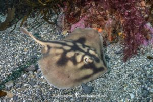 Banded Stingaree, Urolophus cruciatus