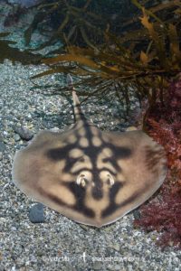 Banded Stingaree, Urolophus cruciatus.