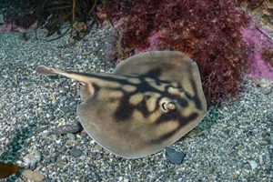 Banded Stingaree, Urolophus cruciatus.