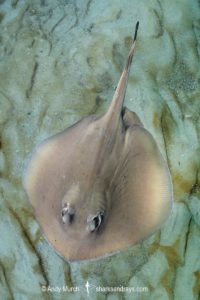Common Stingaree, Trygonoptera testacea.