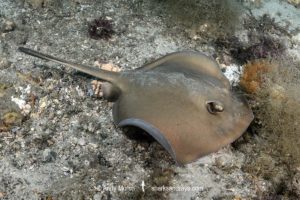 Common Stingaree, Trygonoptera testacea.