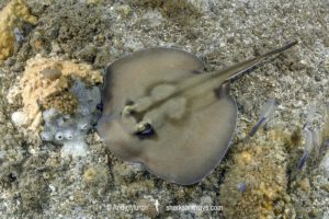Kapala Stingaree, Urolophus kapalensis.