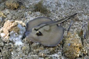 Kapala Stingaree, Urolophus kapalensis.