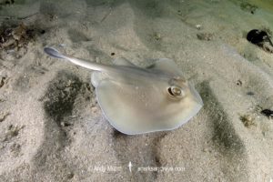 Sparsely spotted Stingaree, Urolophus paucimaculatus.