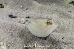Sparsely spotted Stingaree, Urolophus paucimaculatus.
