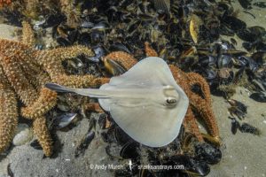 Sparsely spotted Stingaree, Urolophus paucimaculatus.