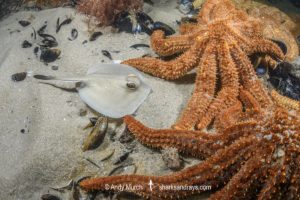 Sparsely spotted Stingaree, Urolophus paucimaculatus.