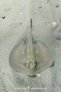 Sparsely spotted Stingaree, Urolophus paucimaculatus.