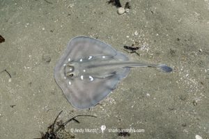 Sparsely spotted Stingaree, Urolophus paucimaculatus.