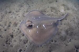 Sparsely-spotted Stingaree, Urolophus paucimaculatus.