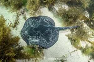 Spotted Stingaree, Urolophus gigas.