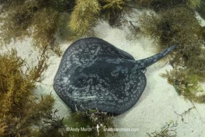 Spotted Stingaree, Urolophus gigas.