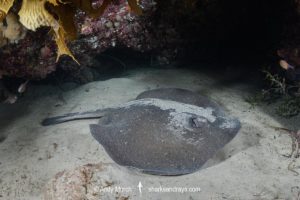 Western Shovelnose Stingaree, Trygonoptera mucosa.