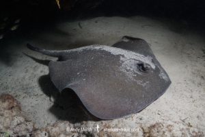 Western Shovelnose Stingaree, Trygonoptera mucosa.