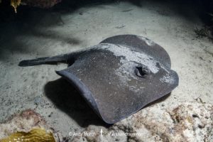 Western Shovelnose Stingaree, Trygonoptera mucosa.
