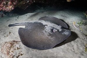 Western Shovelnose Stingaree, Trygonoptera mucosa.
