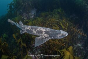 Australian Swellshark, Cephaloscyllium laticeps.