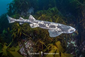 Australian Swellshark, Cephaloscyllium laticeps.
