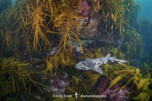 Australian Swellshark, Cephaloscyllium laticeps.