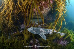 Australian Swellshark, Cephaloscyllium laticeps.