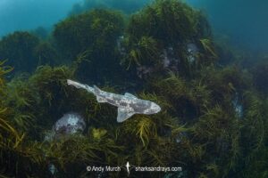 Australian Swellshark, Cephaloscyllium laticeps.