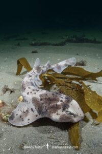Australian Swellshark, Cephaloscyllium laticeps.