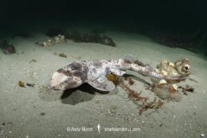 Australian Swellshark, Cephaloscyllium laticeps.