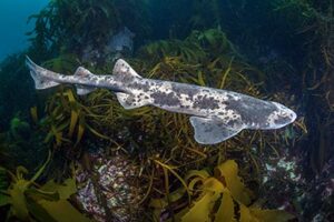 Australian Swellshark, Cephaloscyllium laticeps.