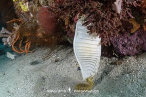 Australian Swellshark egg case, Cephaloscyllium laticeps.