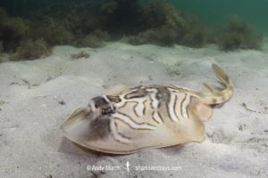 Eastern Fiddler Ray, Trygonorrhina fasciata.