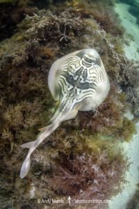 Eastern Fiddler Ray, Trygonorrhina fasciata.