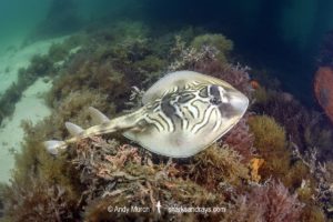 Eastern Fiddler Ray, Trygonorrhina fasciata.