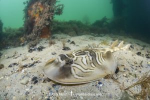 Eastern Fiddler Ray, Trygonorrhina fasciata.