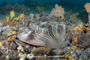 Eastern Fiddler Ray, Trygonorrhina fasciata.