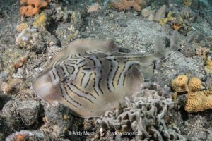 Eastern Fiddler Ray, Trygonorrhina fasciata.