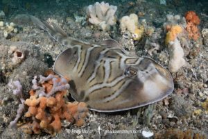 Eastern Fiddler Ray, Trygonorrhina fasciata.