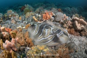 Eastern Fiddler Ray, Trygonorrhina fasciata.