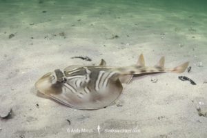 Southern Fiddler Ray, Trygonorrhina dumerilii.