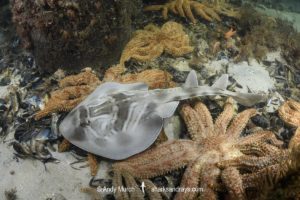 Southern Fiddler Ray, Trygonorrhina dumerilii.