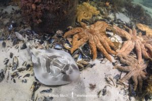 Southern Fiddler Ray, Trygonorrhina dumerilii.