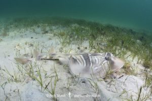 Southern Fiddler Ray, Trygonorrhina dumerilii.