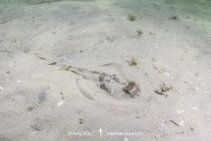 Southern Fiddler Ray, Trygonorrhina dumerilii.