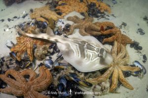 Southern Fiddler Ray, Trygonorrhina dumerilii.