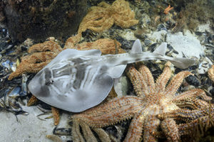 Southern Fiddler Ray, Trygonorrhina dumerilii.