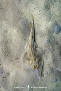 Western Shovelnose Ray, Aptychotrema vincentiana. Aka yellow shovelnose ray or southern shovelnose ray. Seacliff Beach, Adelaide, South Australia, Southern Ocean.