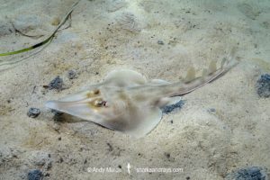Western Shovelnose Ray, Aptychotrema vincentiana. Aka yellow shovelnose ray or southern shovelnose ray. Seacliff Beach, Adelaide, South Australia, Southern Ocean.