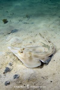 Western Shovelnose Ray, Aptychotrema vincentiana. Aka yellow shovelnose ray or southern shovelnose ray. Seacliff Beach, Adelaide, South Australia, Southern Ocean.